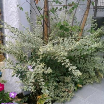 シルバープリペット01 シルバープリペット01