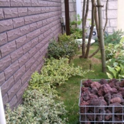 アベリア3種 アベリア3種