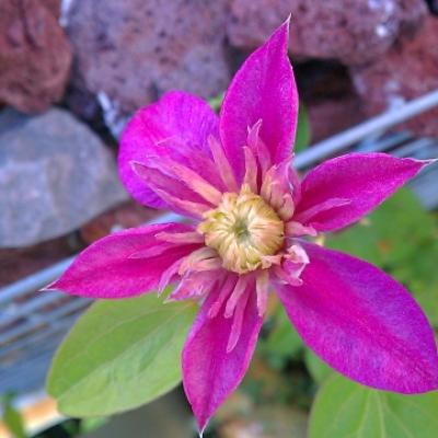 クレマチス 咲き始め クレマチス 咲き始め