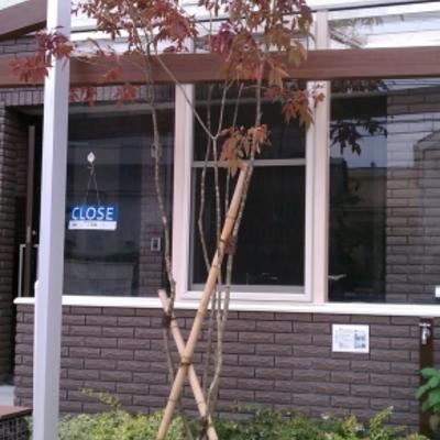 紅葉アオダモ 紅葉アオダモ