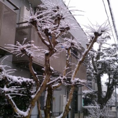 サルスベリ 雪20140214 サルスベリ 雪20140214
