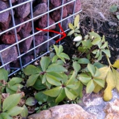 クリスマスローズ クリスマスローズ