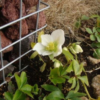 クリスマスローズ クリスマスローズ