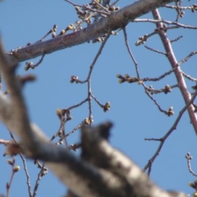 関東中央病院前 サクラ 関東中央病院前 サクラ