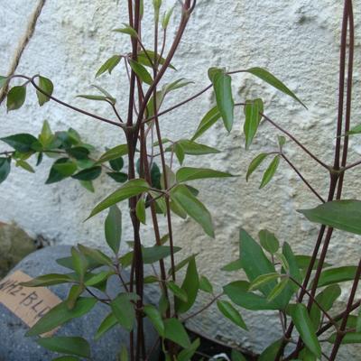 クレマチス 絡み合う クレマチス 絡み合う