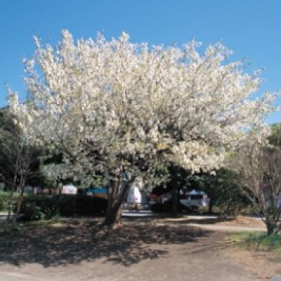 オオシマザクラ オオシマザクラ