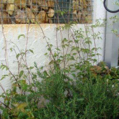 クレマチス あっという間 クレマチス あっという間