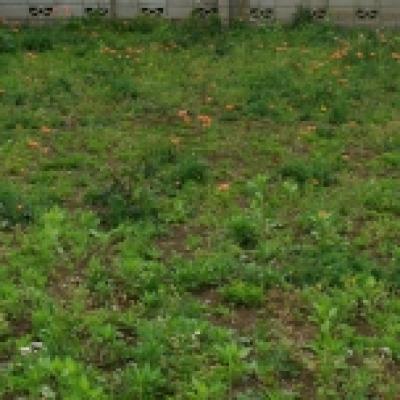 ナガミヒナゲシ空き地 ナガミヒナゲシ空き地