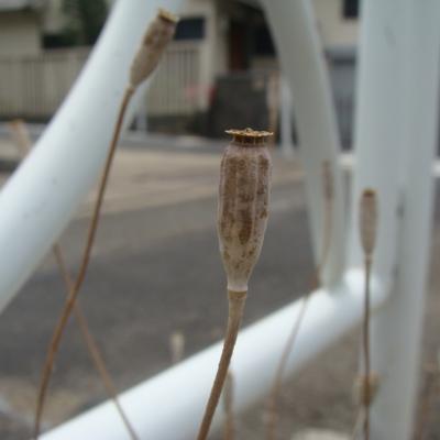 ナガミヒナゲシの種 ナガミヒナゲシの種