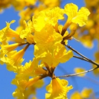 イペーアマレーロ 花 / / イペーアマレーロ 花 / /