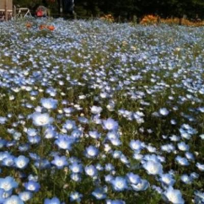 ネモフィラ ネモフィラ