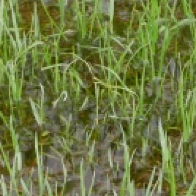 イトトンボ イトトンボ