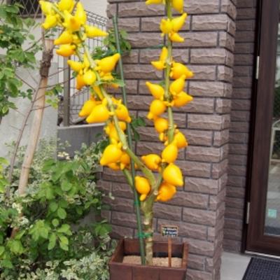 フォックスフェイス01 フォックスフェイス01