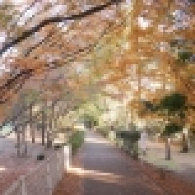 サイクリングコース サイクリングコース