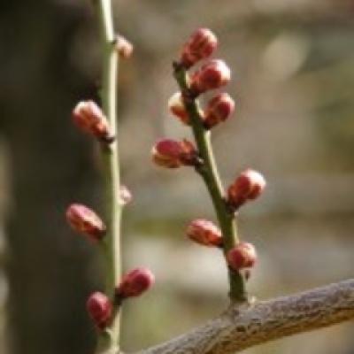 ウメ蕾 ウメ蕾
