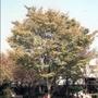 目黒区内のケヤキ保存樹