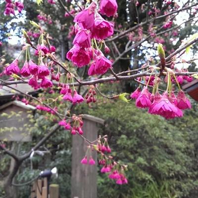 カンヒザクラ01 カンヒザクラ01