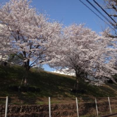 ソメイヨシノ満開 ソメイヨシノ満開