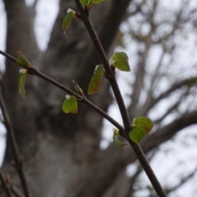 カツラの新芽 カツラの新芽