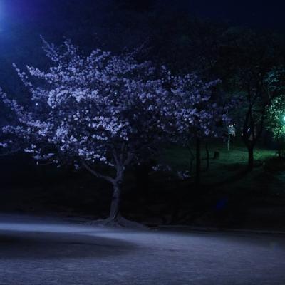 梶ヶ谷第一公園 サクラ 梶ヶ谷第一公園 サクラ