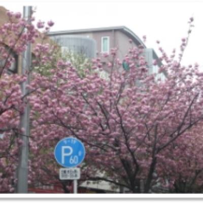 桜新町街路樹 オオシマザクラ 桜新町街路樹 オオシマザクラ
