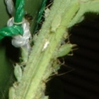 アブラムシ アブラムシ