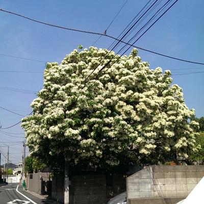 なんじゃもんじゃ全景 なんじゃもんじゃ全景