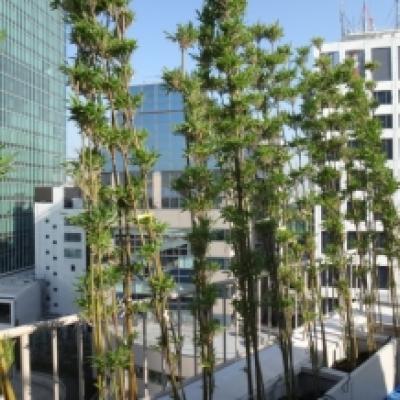 31仮植え 31仮植え