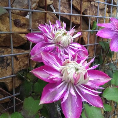 クレマチス 咲き始め クレマチス 咲き始め