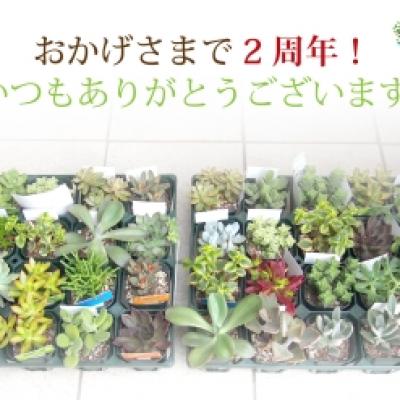 多肉植物3 多肉植物3