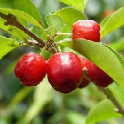 アセロラ実 アセロラ実