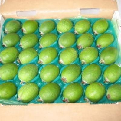 フェイジョア箱詰め フェイジョア箱詰め