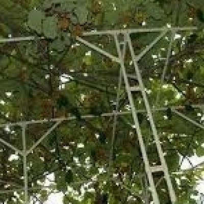 キウイ棚 キウイ棚