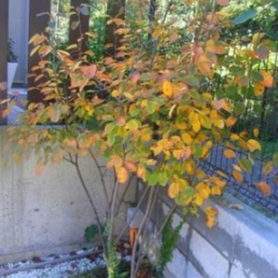 ジューンベリー紅葉 ジューンベリー紅葉