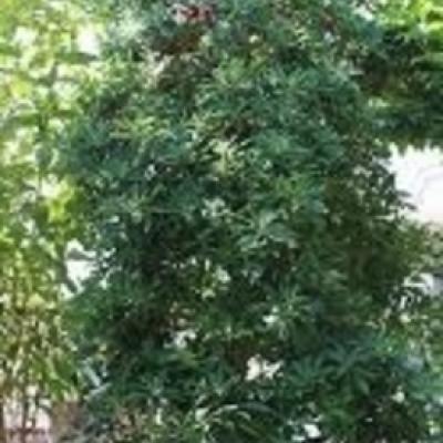 庭木ヤマモモ 庭木ヤマモモ
