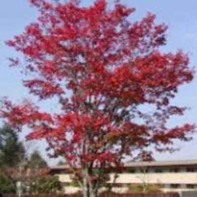 色付いたモミジ 色付いたモミジ