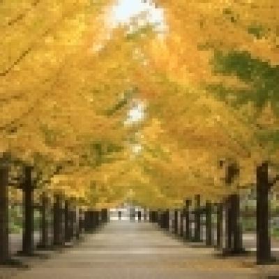 イチョウ並木 イチョウ並木