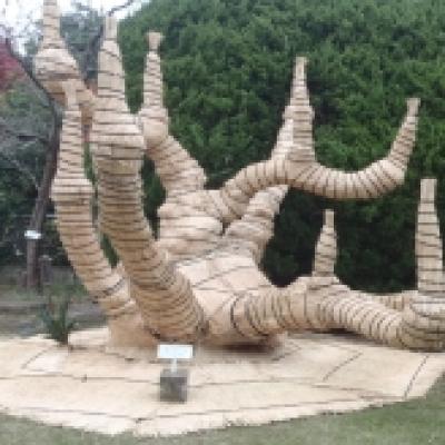 151225ソテツ冬支度1 151225ソテツ冬支度1