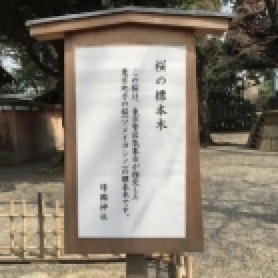 靖国神社の標本木 靖国神社の標本木