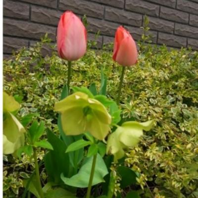 1459582023790 1459582023790