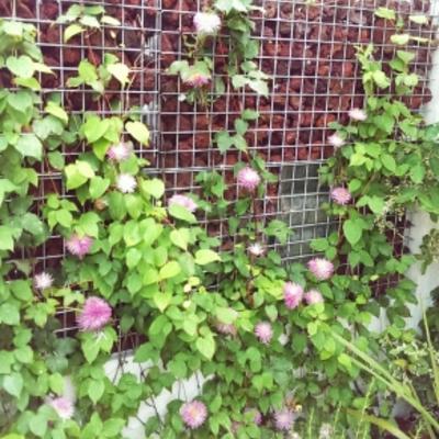 クレマチス クレマチス