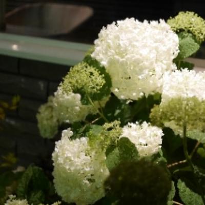 アジサイ アジサイ