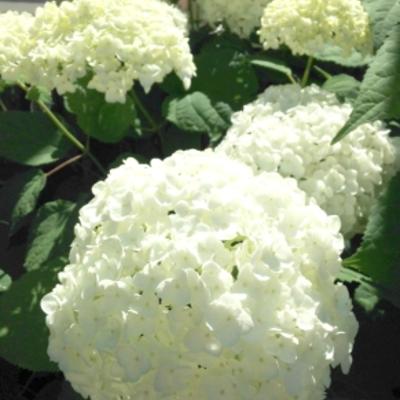 アナベル アナベル