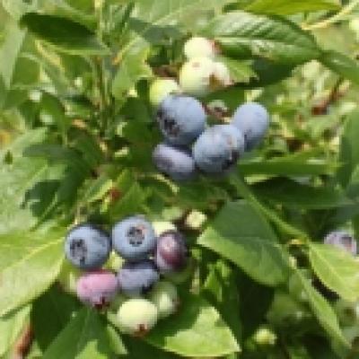 ブルーベリー02 ブルーベリー02