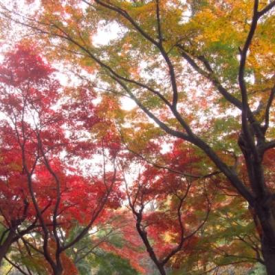 紅葉 紅葉