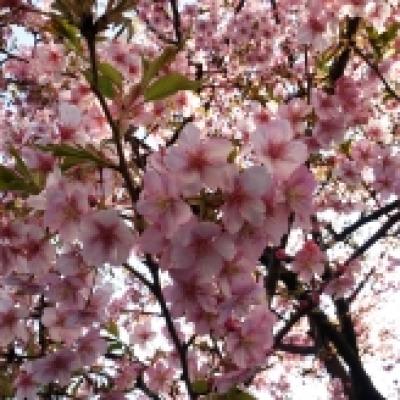 河津桜 河津桜