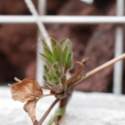 クレマチス新芽 クレマチス新芽