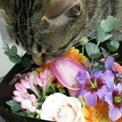 hana COCOMA / / / / / hana COCOMA / / / / /