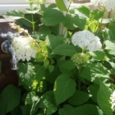 アナベル アナベル