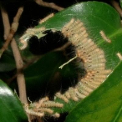 チャドクガ幼虫 チャドクガ幼虫
